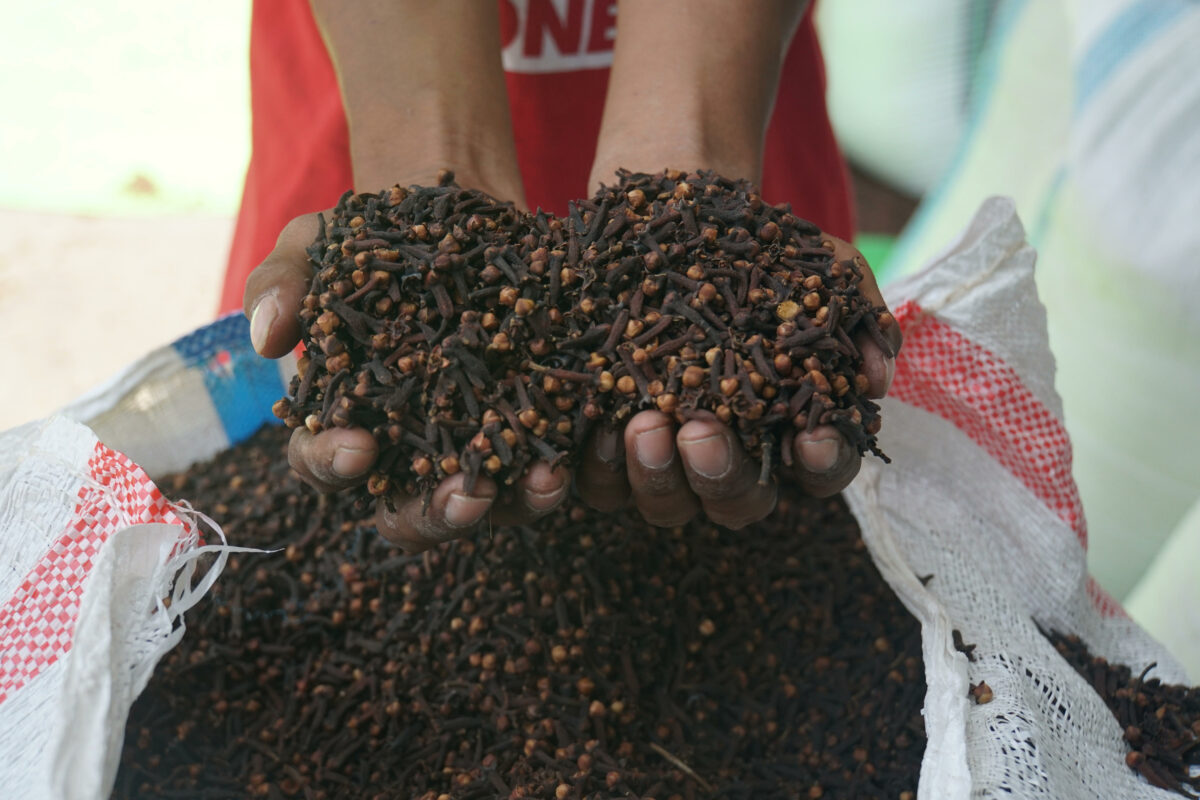 Komoditas Cengkeh Sejarah Manfaat Produsen Dunia Dan Produksi