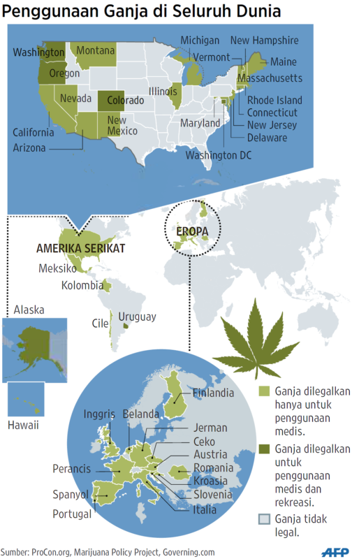 Menakar Legalisasi Ganja Untuk Kepentingan Medis Di Indonesia – Kompaspedia