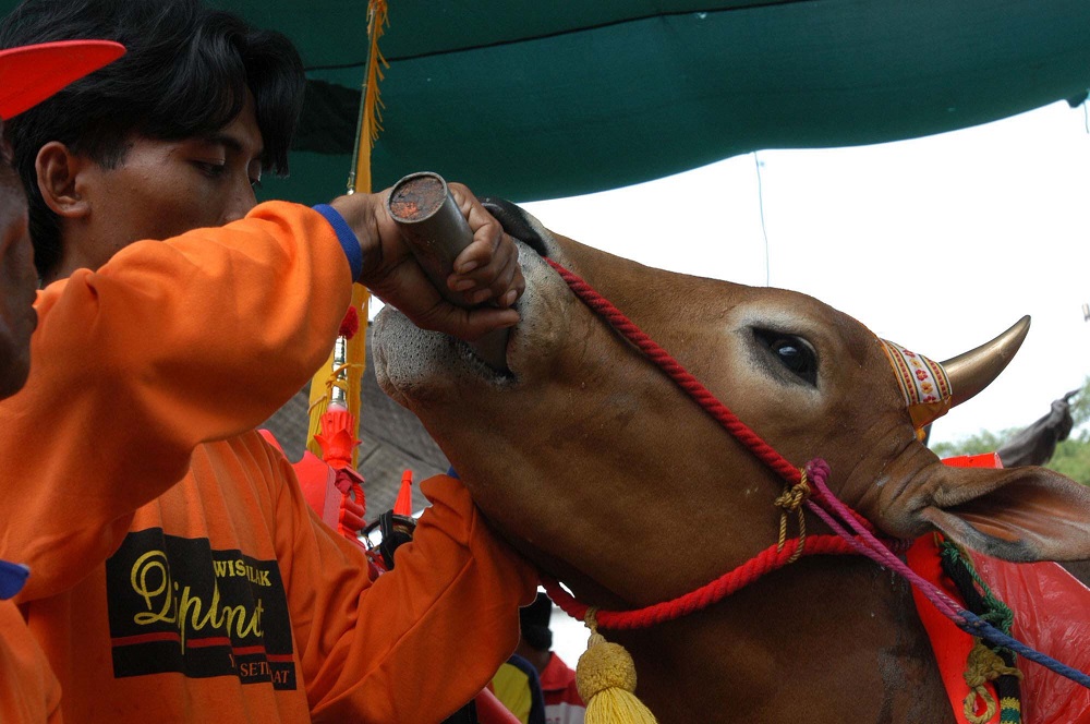 Tradisi Dan Nilai Budaya Karapan Sapi Madura – Kompaspedia