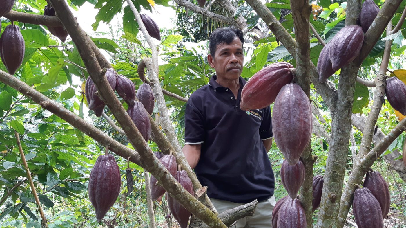 Komoditas Kakao: Sejarah, Manfaat, Produsen Dunia, Dan Ekspor Indonesia ...