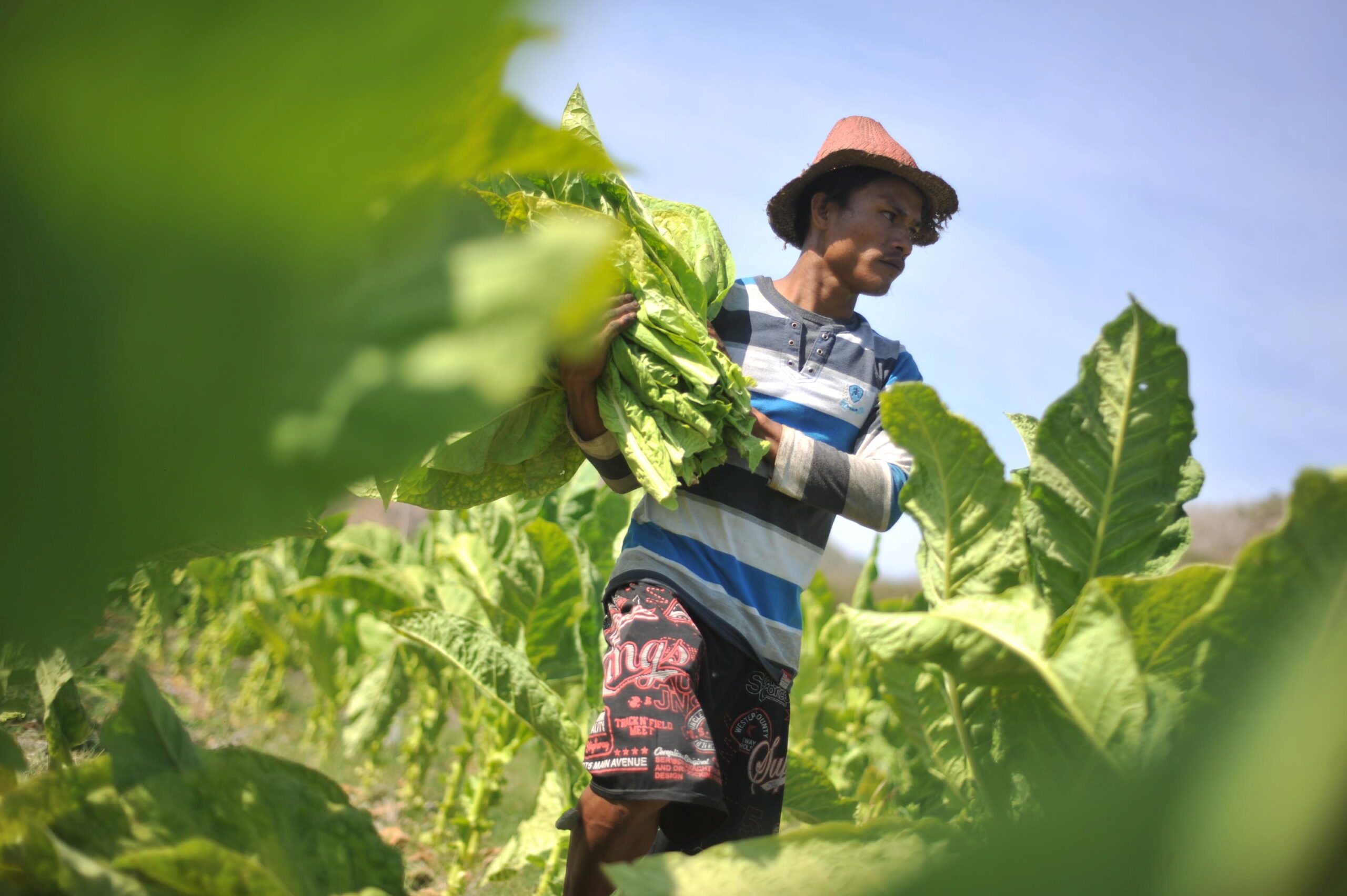 Tembakau: Sejarah, Jenis, Produsen Dunia, Sentra Produksi, Dan ...