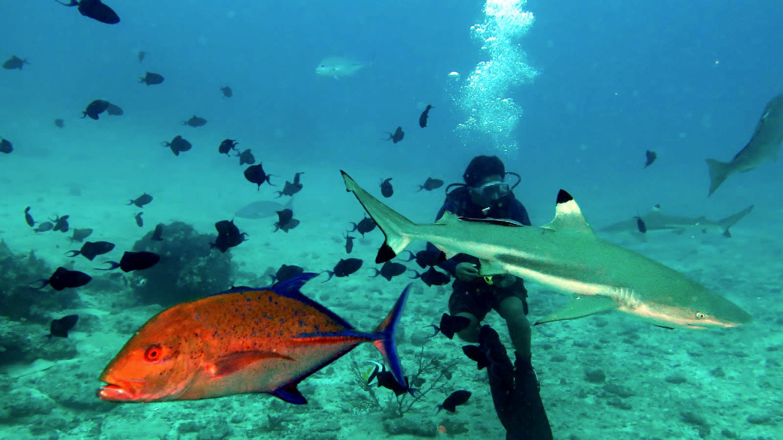 Pulau Morotai: Surga Tropis di Maluku Utara – Kompaspedia